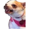 Dog looks 17
