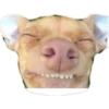 Dog looks 18
