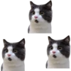 котята 5