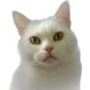 котята 6