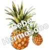 PIÑAS uWu 6
