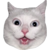 котята 7