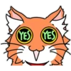 Wonderful Orange Cat 10