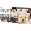 Nena, no to
peines en la
Cama (?