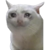 котята 8