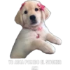 YO ABIA PONIDO EL STICKER AKI