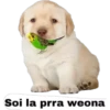 lomitos bonitos parte 2 10