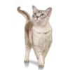 котята 10