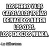 LOS PERRO Y LOS GATOS A LOS 15 DÍAS DE NACIDOS ABREN LOS OJOS. LOS PENDEJOS NUNCA. La Gilbertona