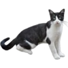 котята 13