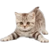 котята 14