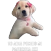 YO ABIA PONIDO MI PACIENCIA AKI