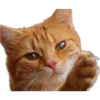 котята 15