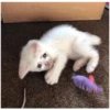 Sad Cats 5