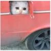 Sad Cats 6