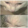 Sad Cats 7