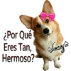 Perros Perrúnos 5