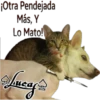 Perros Perrúnos 6