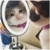 Sad Cats 9