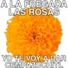 A LA FREGADA
LAS ROSAS
YO TE VOY A DAR
CEMPAZUCHITL