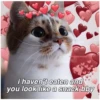 Love Cats 7