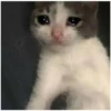 Sad Cats 10