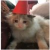 Sad Cats 11