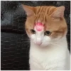 Love Cats 10