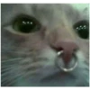 Sad Cats 12