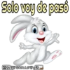 Rabbits 12