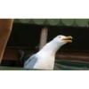TÚ BIZCOCHITO 5