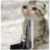 Sad Cats 14