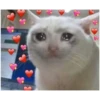 Love Cats 15