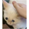 Sad Cats 15