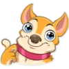 Chihuahua Chica 11