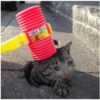 Sad Cats 16