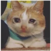 Sad Cats 17