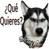 Perros Perrúnos 15