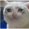 Sad Cats 20