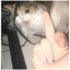 Sad Cats 21