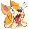 Chihuahua Chica 17