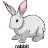 rabbit