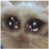 Sad Cats 22