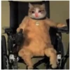 Sad Cats 23