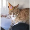 Sad Cats 24