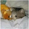 Sad Cats 25