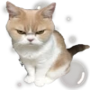 Cute.....Cats.... 16