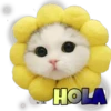 HOLA