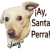 Perros Perrúnos 24