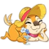 Chihuahua Chica 19